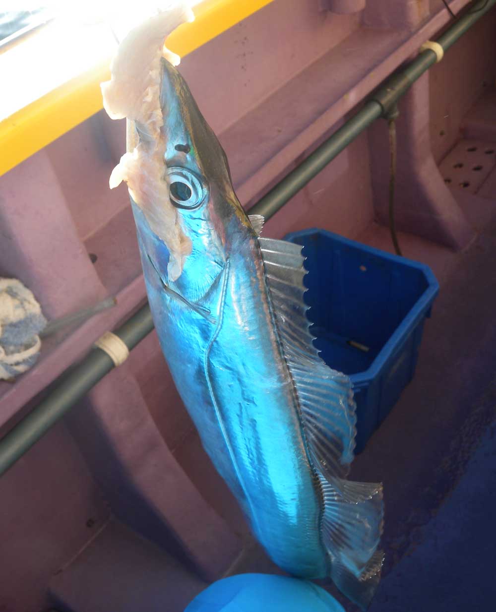 タチウオ撃沈に見た達人の腕（2013/12/14） | ごまプリンの沖釣りに行 
