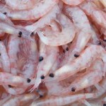考察13 オキアミの加工 前編 ごまプリンの沖釣りに行こうよ 考察13 オキアミの加工 前編 ごまプリンの沖釣りに行こうよ